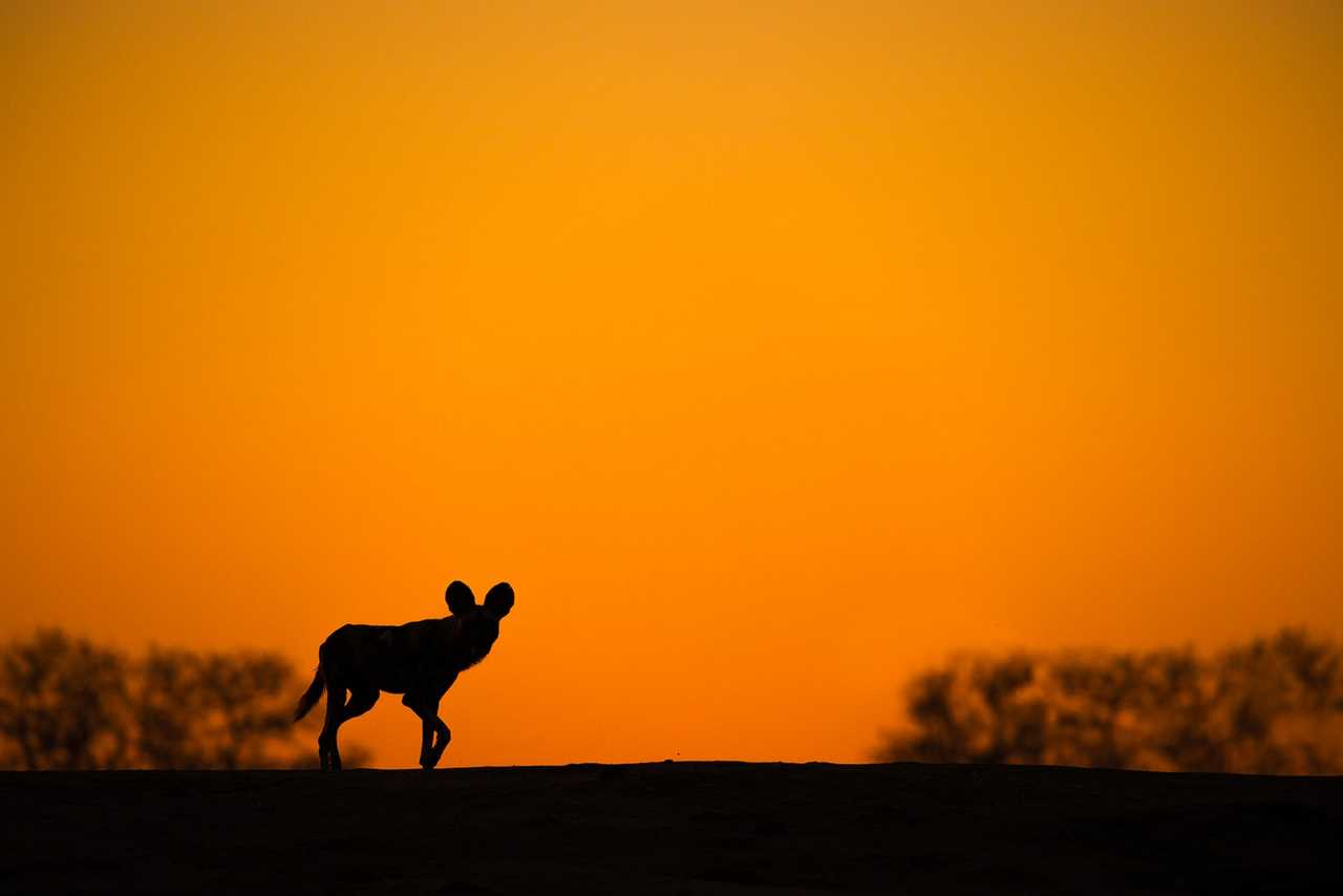 Zambia