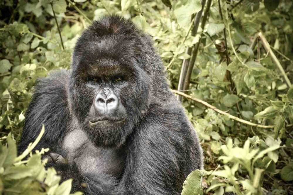 Rwanda & Uganda