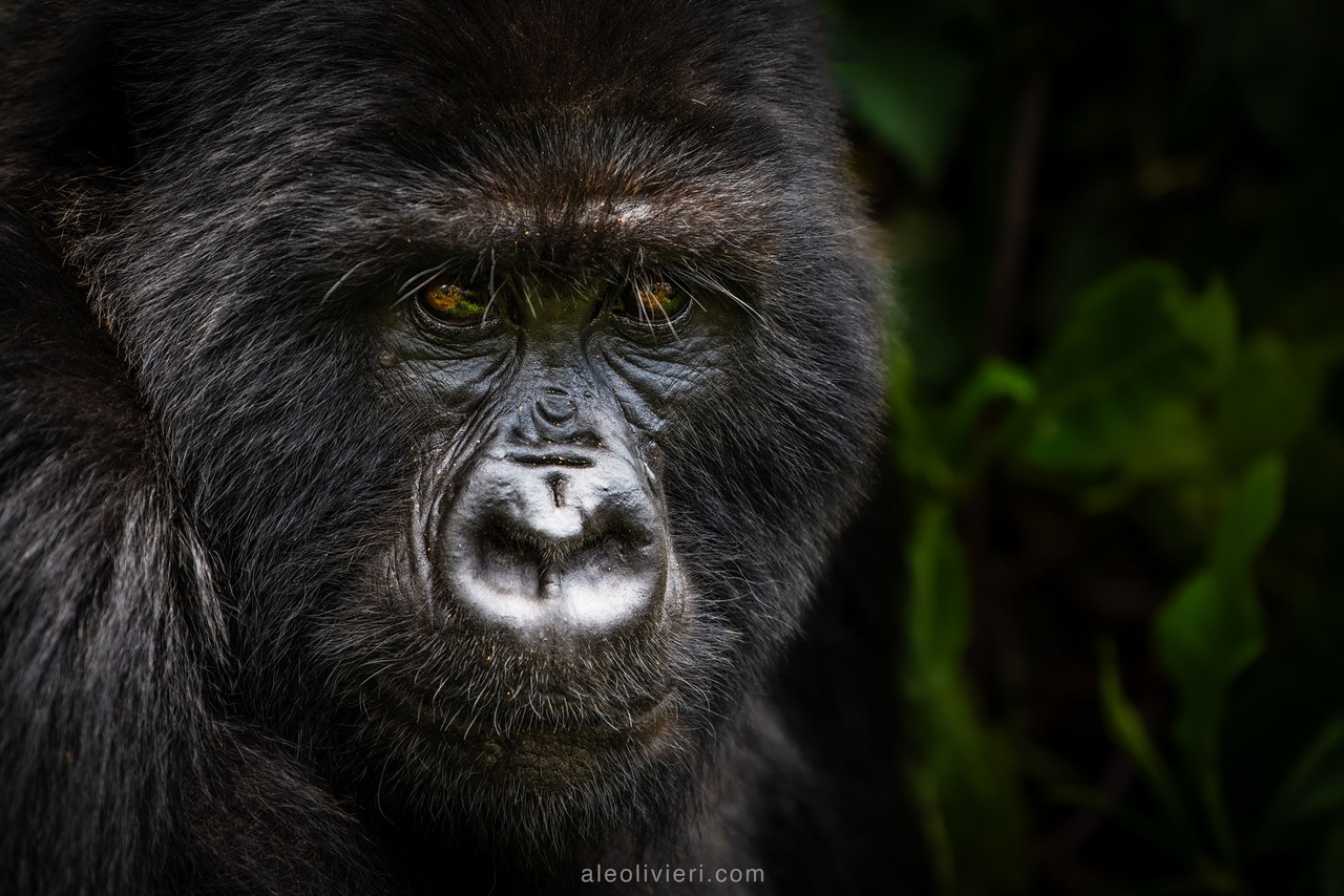Uganda’s Apes with Ryan Johnston