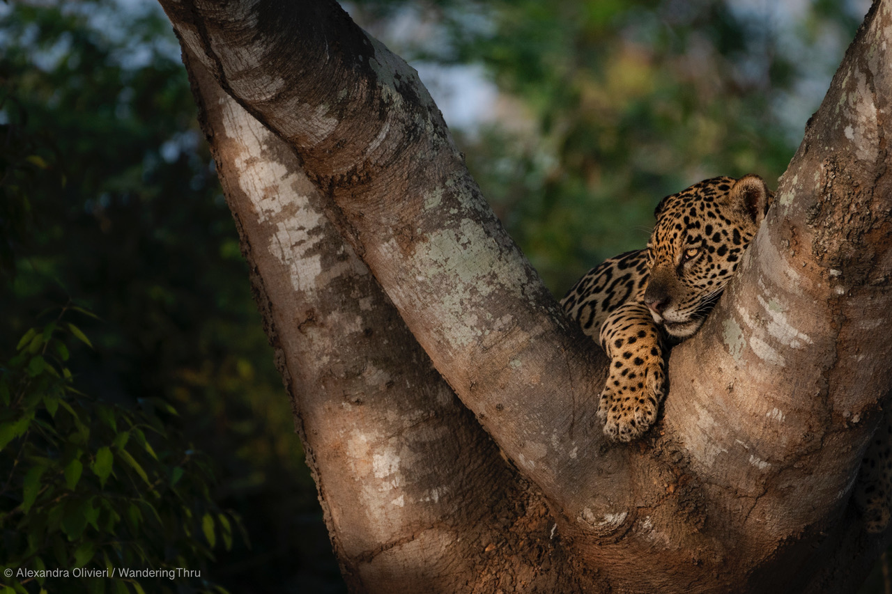 Pantanal with Tristan Dicks