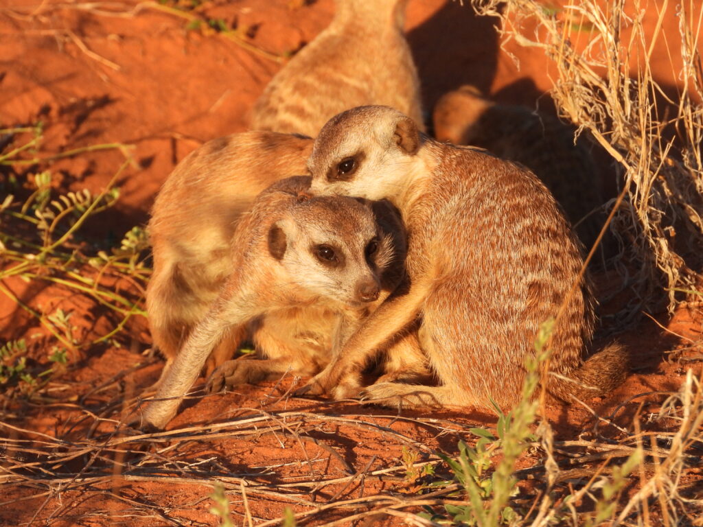 Mokalas - A suricate family of Tswalu with Wandering Thru