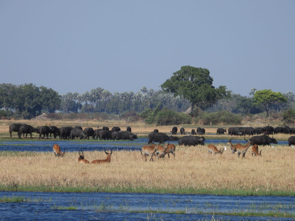 Botswana African Safari with Wandering Thru