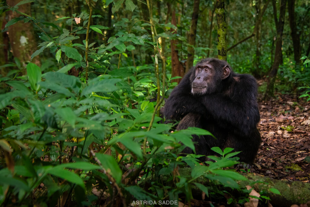 Great Ape Trekking as a Solo Female Traveler Searching for Gorillas