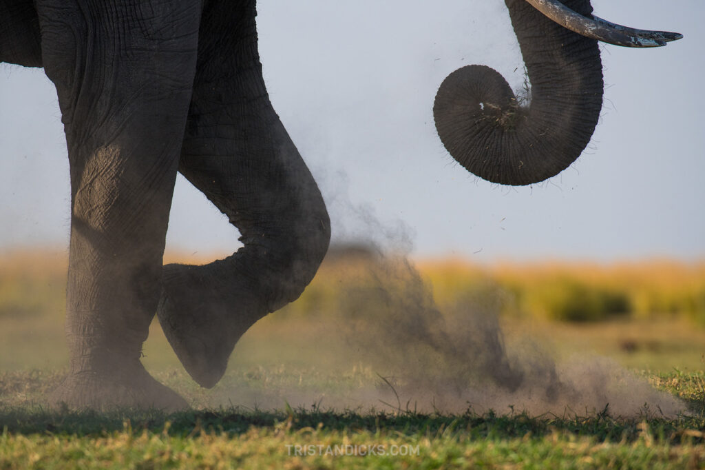 To secure your best African Safari, contact Wandering Thru without delay.  World Elephant Day