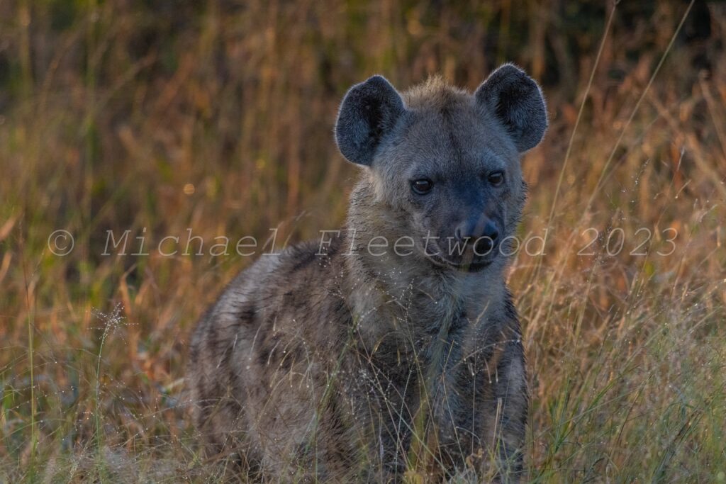 A trip across the Northern Sabi Sand with Wandering Thru