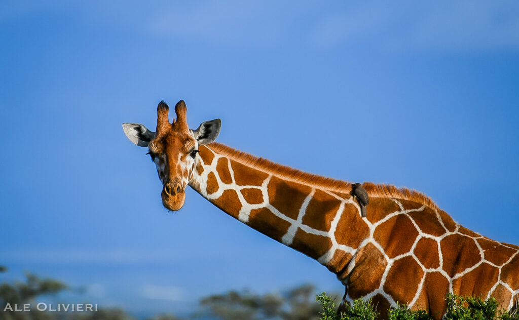 Giraffe : Walking with heads above the trees. African safari with Wandering Thru