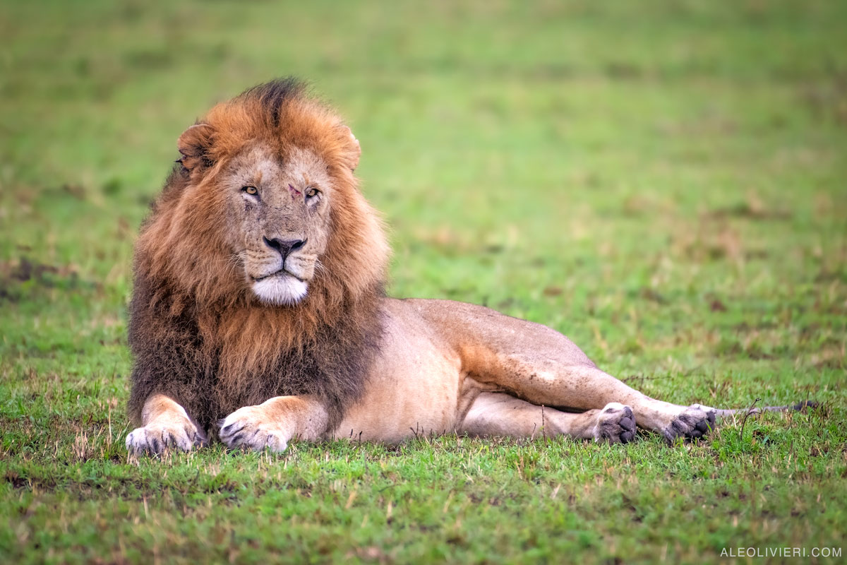 North & South Serengeti with Ryan Johnston