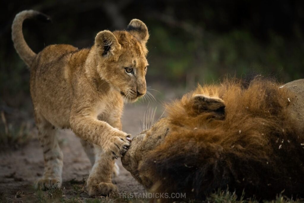International Lion Day - Celebrating the King with Wandering Thru Privately Guided Safari's