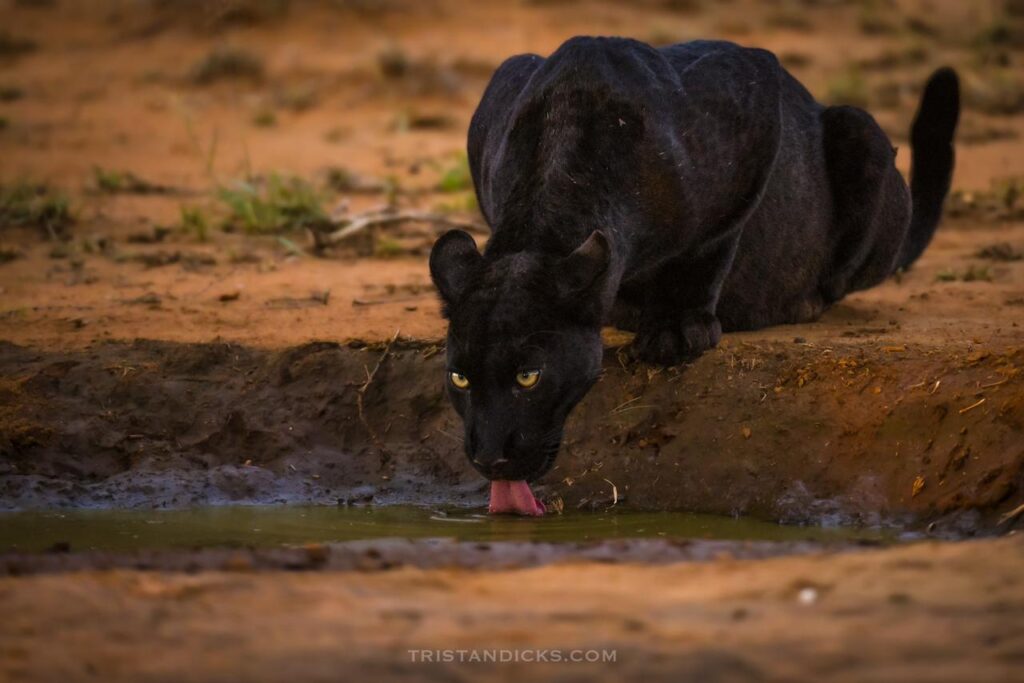 Giza - The Black Leopard. A privately guided safari from Wandering Thru
