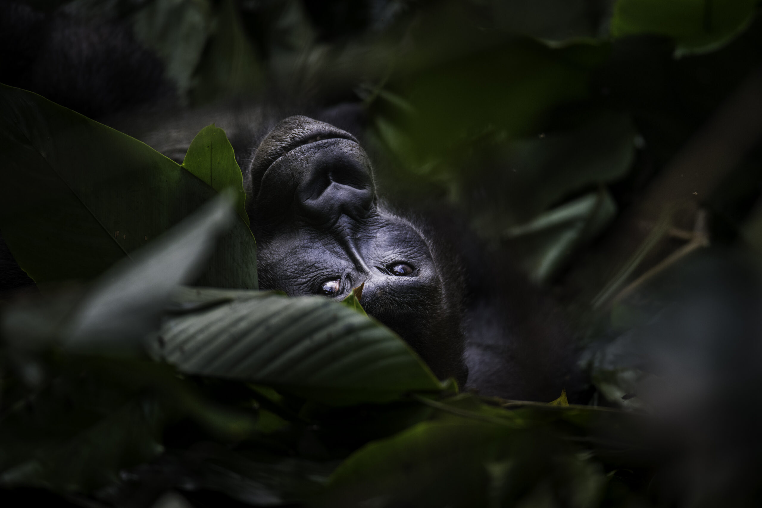 Odzala - Kokoua National Park