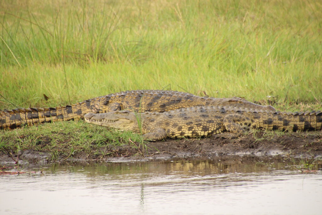The water dragon Crocodile Wandering Thru African safaris