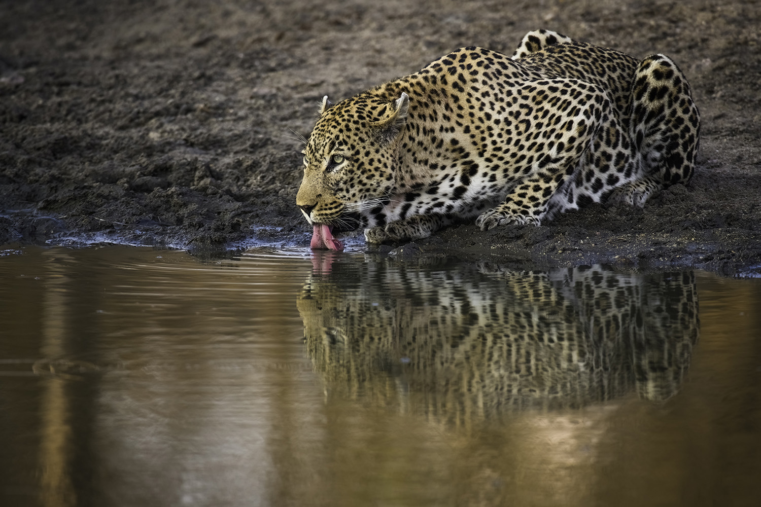 Sabi Sand & Greater Kruger